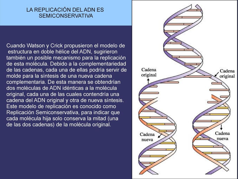 De esta manera se obtendrían dos moléculas de ADN idénticas a la molécula original, cada una de las cuales contendría una cadena del ADN original y otra de nueva síntesis.