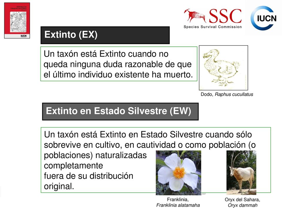 Dodo, Raphus cucullatus Extinto en Estado Silvestre (EW) Un taxón está Extinto en Estado Silvestre cuando sólo