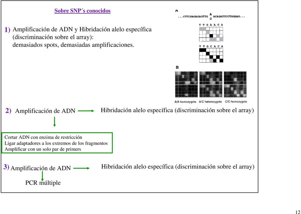 2) Amplificación de ADN Hibridación alelo específica (discriminación sobre el array) Cortar ADN con enzima de