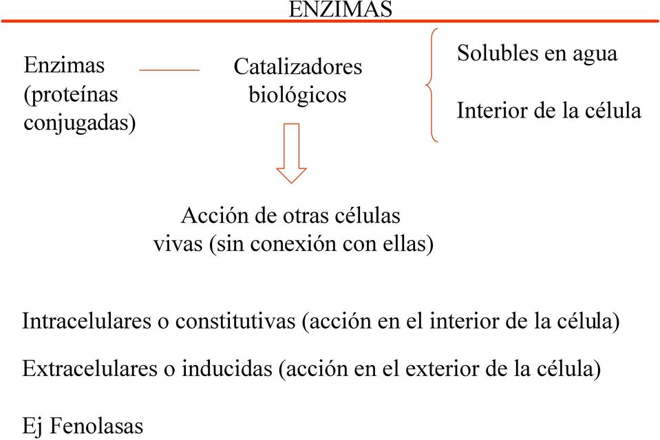 ellas) Intracelulares o constitutivas (acción en el interior de la célula)