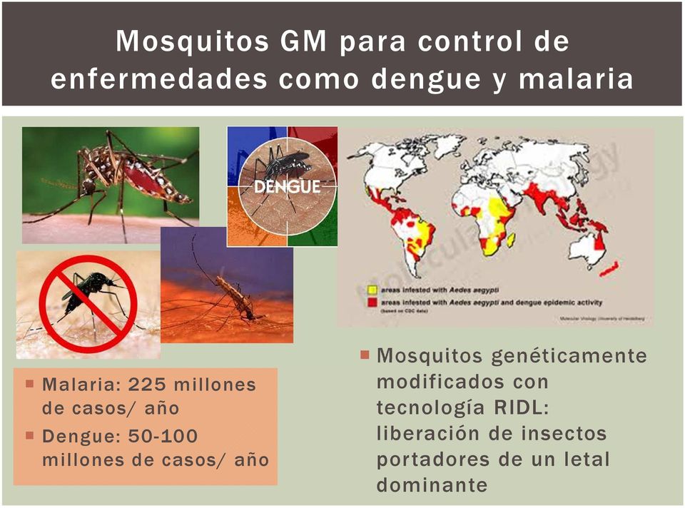 millones de casos/ año Mosquitos genéticamente modificados con