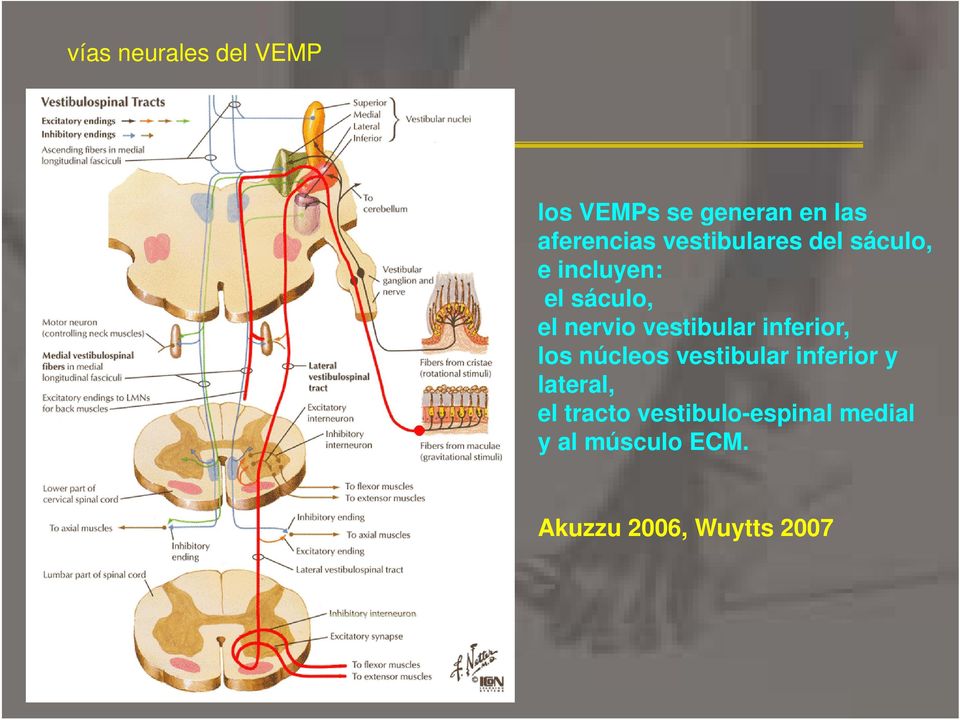 vestibular inferior, los núcleos vestibular inferior y lateral,