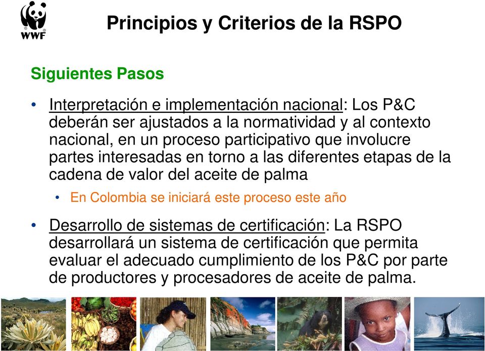 cadena de valor del aceite de palma En Colombia se iniciará este proceso este año Desarrollo de sistemas de certificación: La RSPO