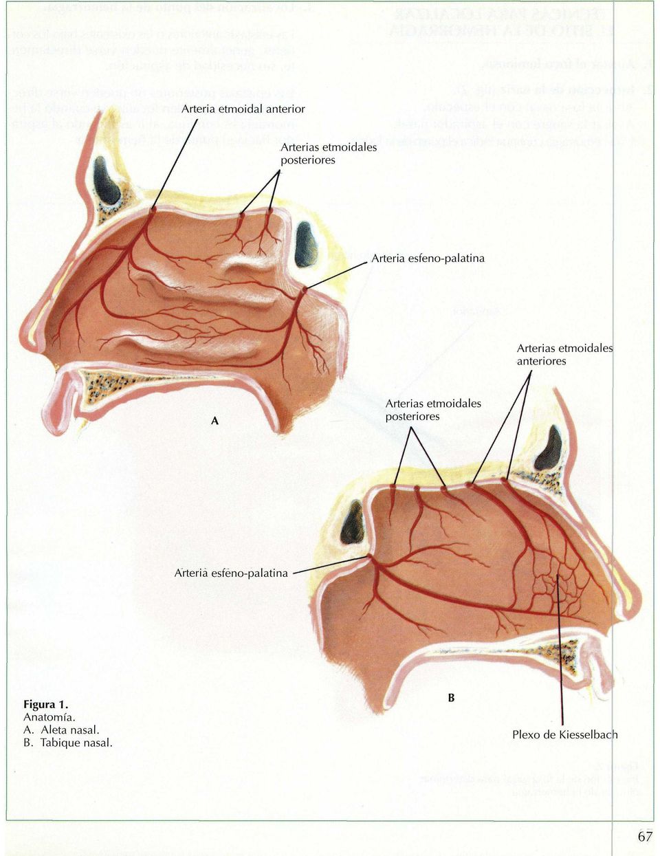 esfeno-palatina Arterias etmoidales anteriores A