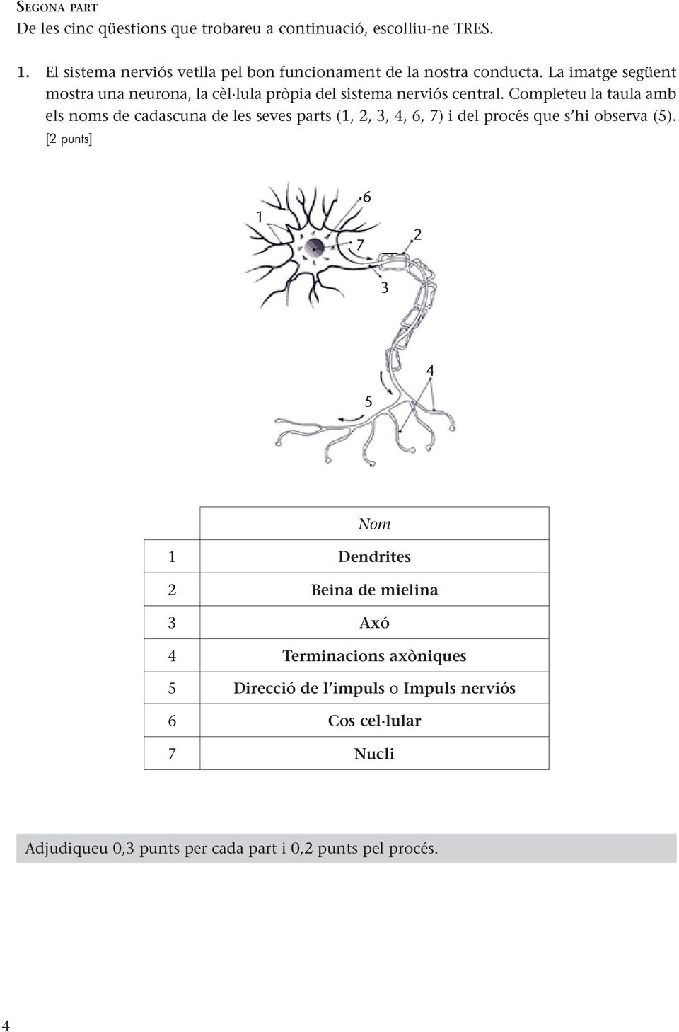La imatge següent mostra una neurona, la cèl lula pròpia del sistema nerviós central.