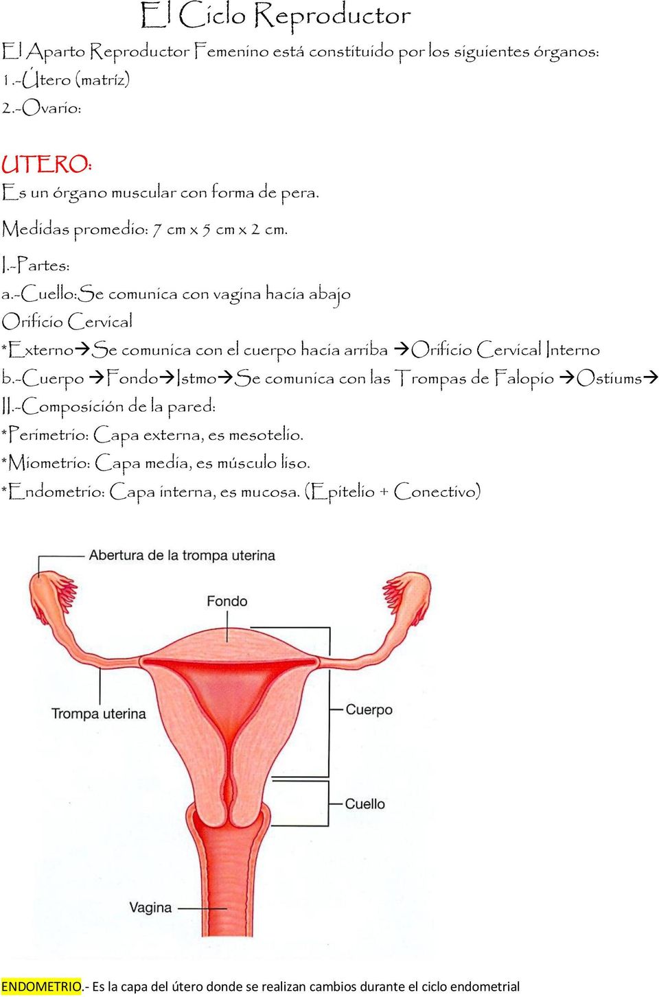 -cuello:se comunica con vagina hacia abajo Orificio Cervical *Externo Se comunica con el cuerpo hacia arriba Orificio Cervical Interno b.