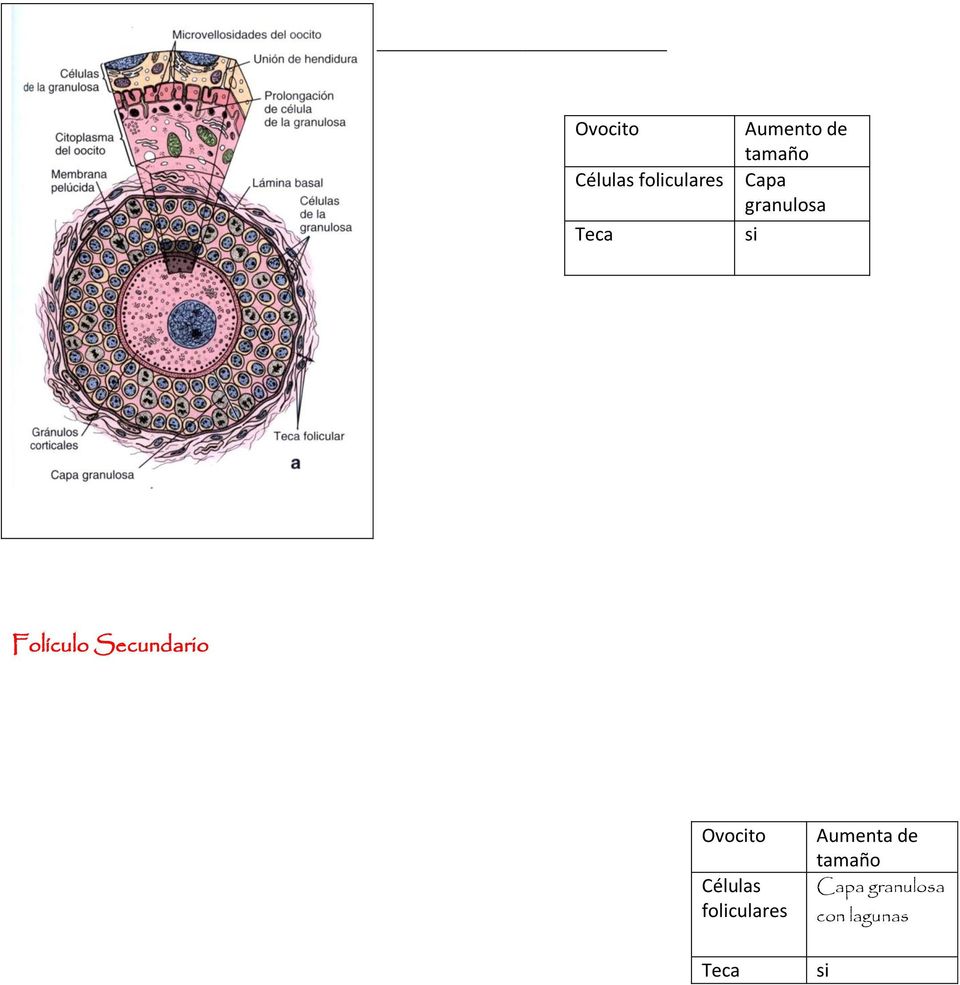 Secundario Ovocito Células foliculares