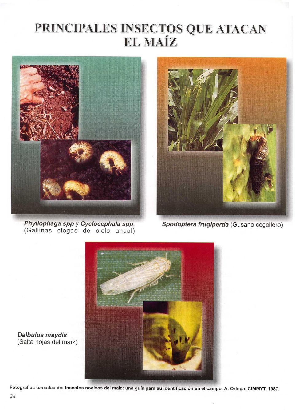 Dalbulus maydis (Salta hojas del maíz) Fotografías tomadas de : Insectos
