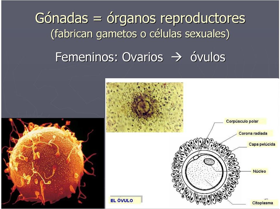 gametos o células c