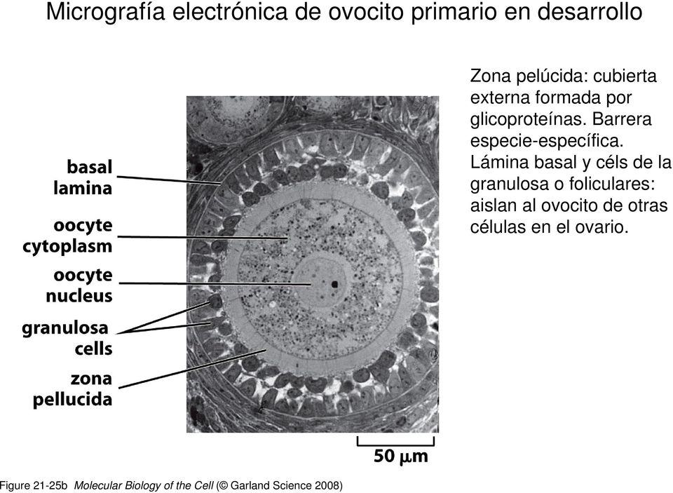 Lámina basal y céls de la granulosa o foliculares: aislan al ovocito de otras