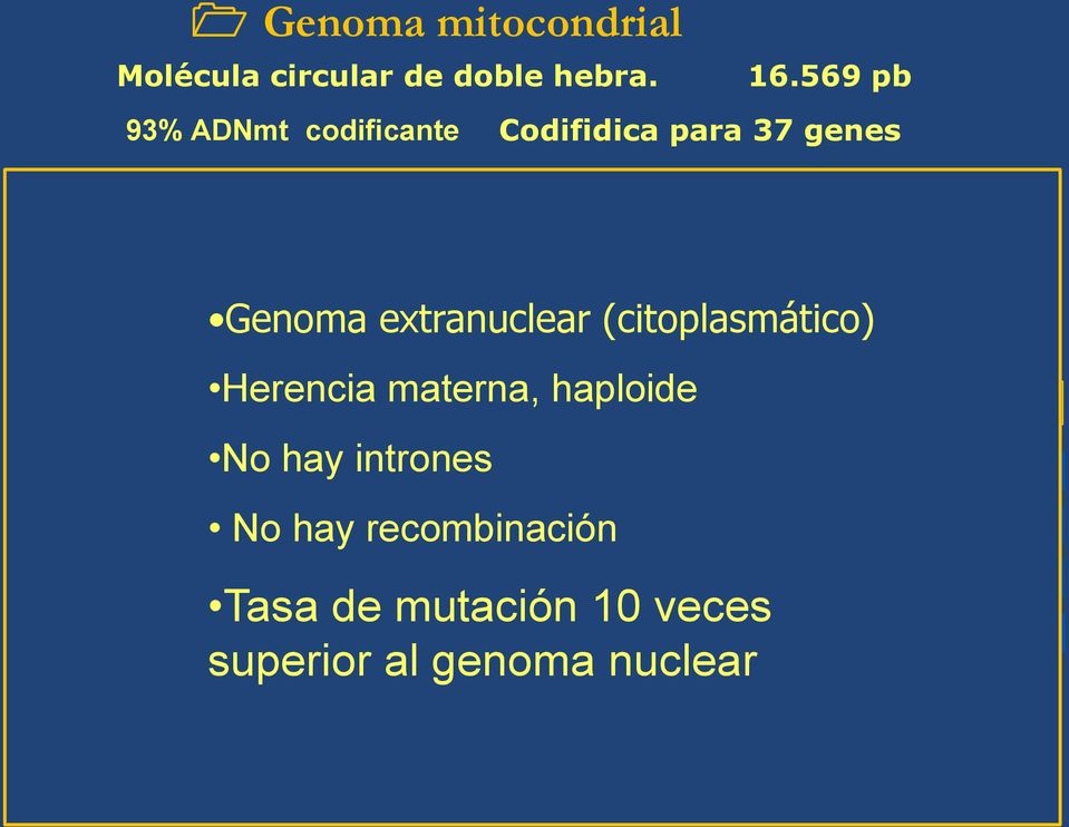 haploide No hay intrones No hay recombinación Tasa de mutación 10 veces superior al genoma nuclear 13 genes estructurales Codifican