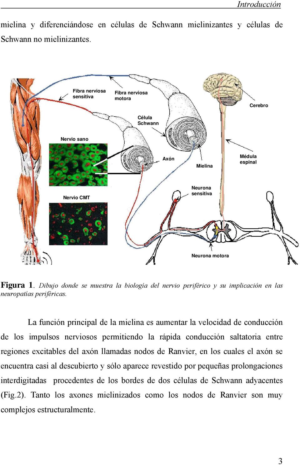 Dibujo donde se muestra la biología del nervio periférico y su implicación en las neuropatías periféricas.