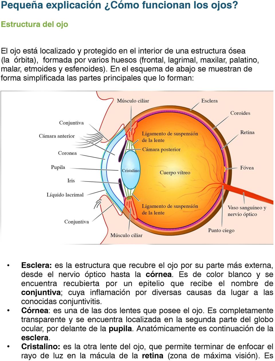 En el esquema de abajo se muestran de forma simplificada las partes principales que lo forman: Esclera: es la estructura que recubre el ojo por su parte más externa, desde el nervio óptico hasta la