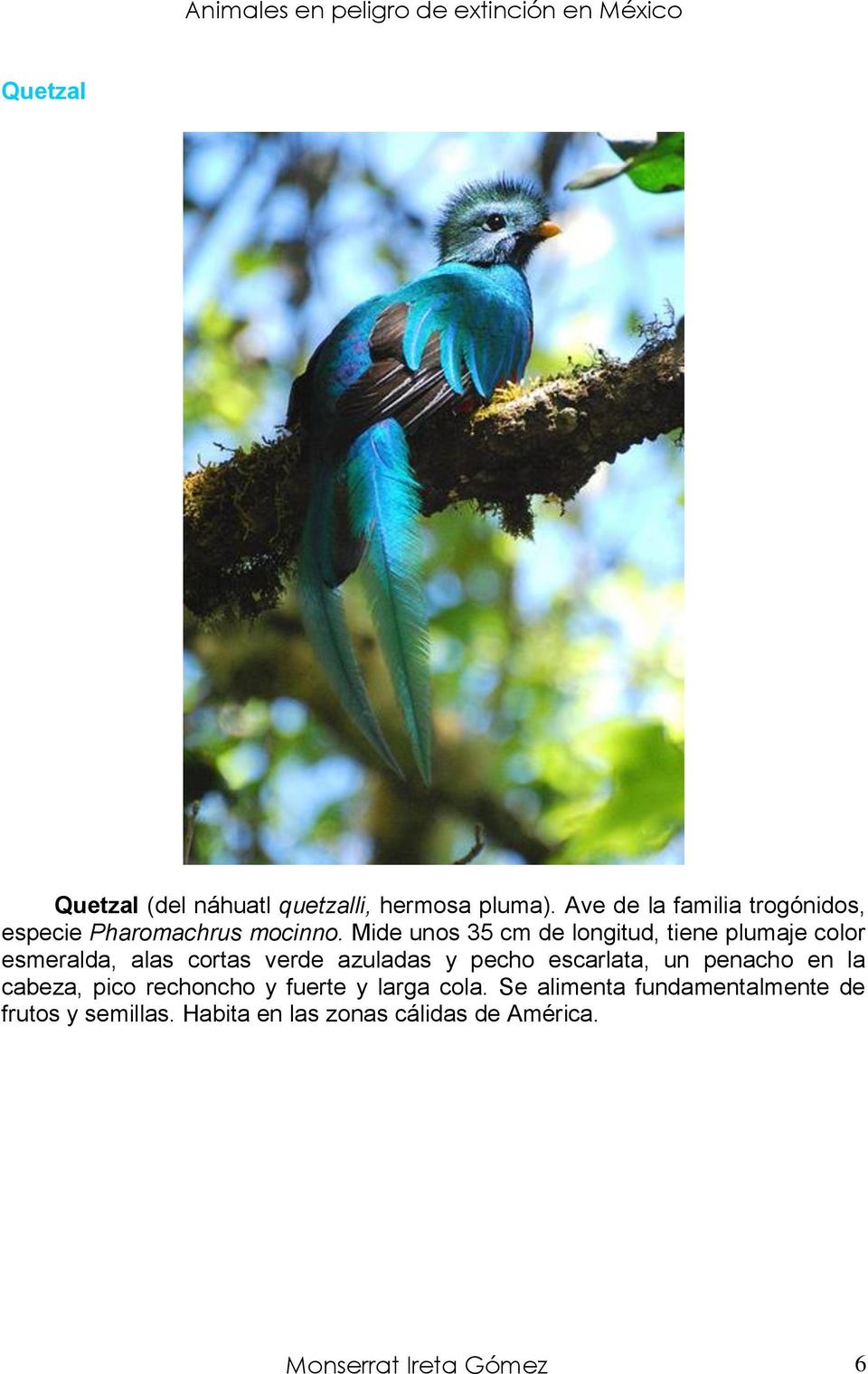 Mide unos 35 cm de longitud, tiene plumaje color esmeralda, alas cortas verde azuladas y pecho