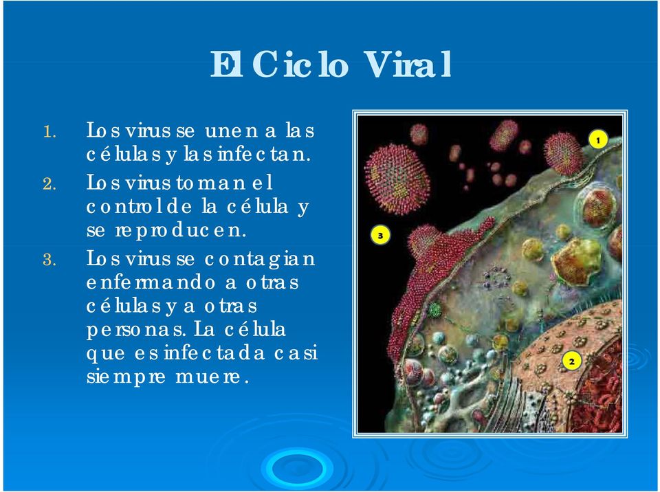 Los virus toman el control de la célula y se reproducen. 3.