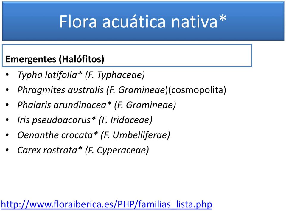 Gramineae)(cosmopolita) Phalaris arundinacea* (F.