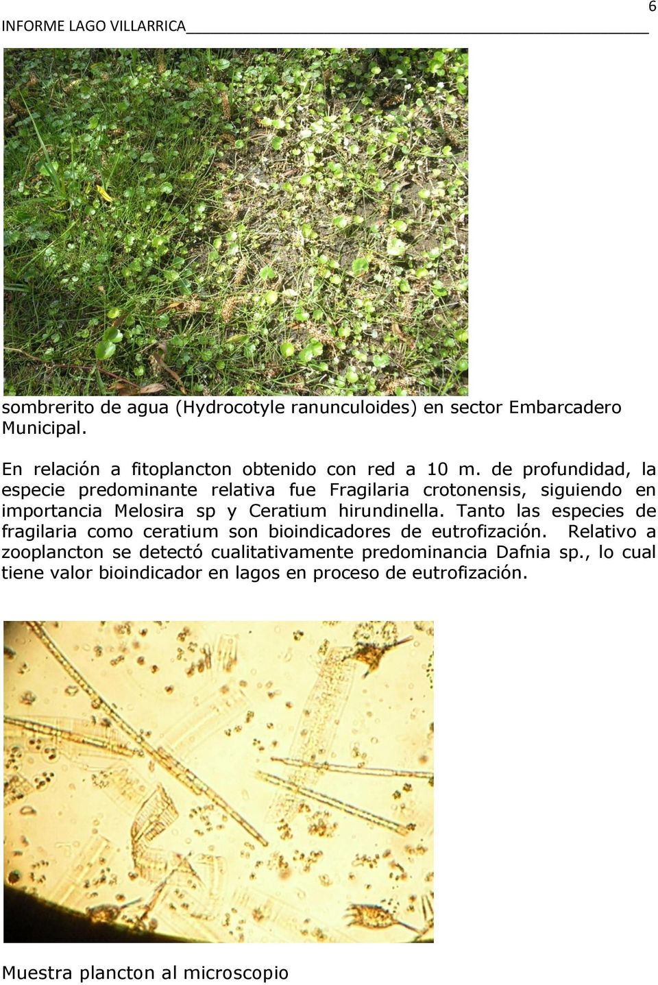 hirundinella. Tanto las especies de fragilaria como ceratium son bioindicadores de eutrofización.