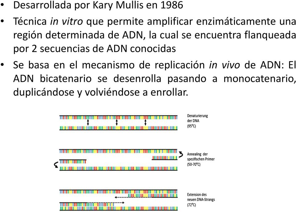 secuencias de ADN conocidas Se basa en el mecanismo de replicación in vivo de ADN: El
