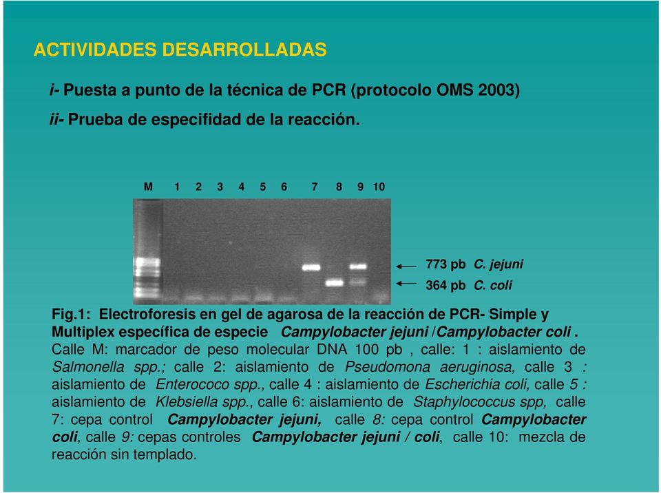 Calle M: marcador de peso molecular DNA 100 pb, calle: 1 : aislamiento de Salmonella spp.; calle 2: aislamiento de Pseudomona aeruginosa, calle 3 : aislamiento de Enterococo spp.