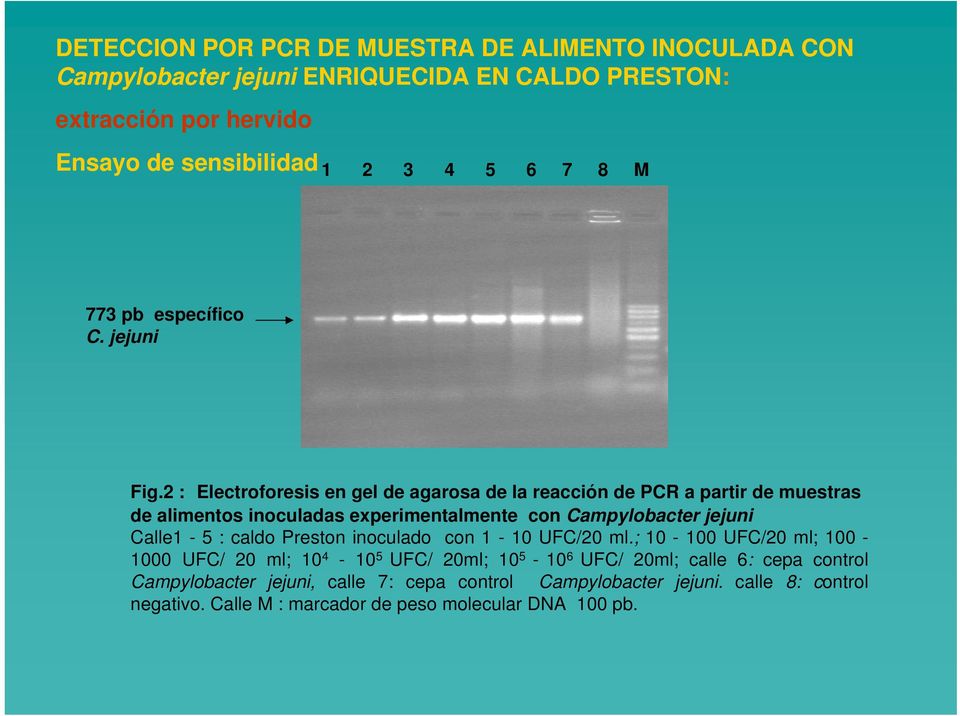 2 : Electroforesis en gel de agarosa de la reacción de PCR a partir de muestras de alimentos inoculadas experimentalmente con Campylobacter jejuni Calle1-5 :