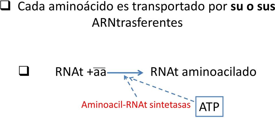ARNtrasferentes RNAt +aa RNAt