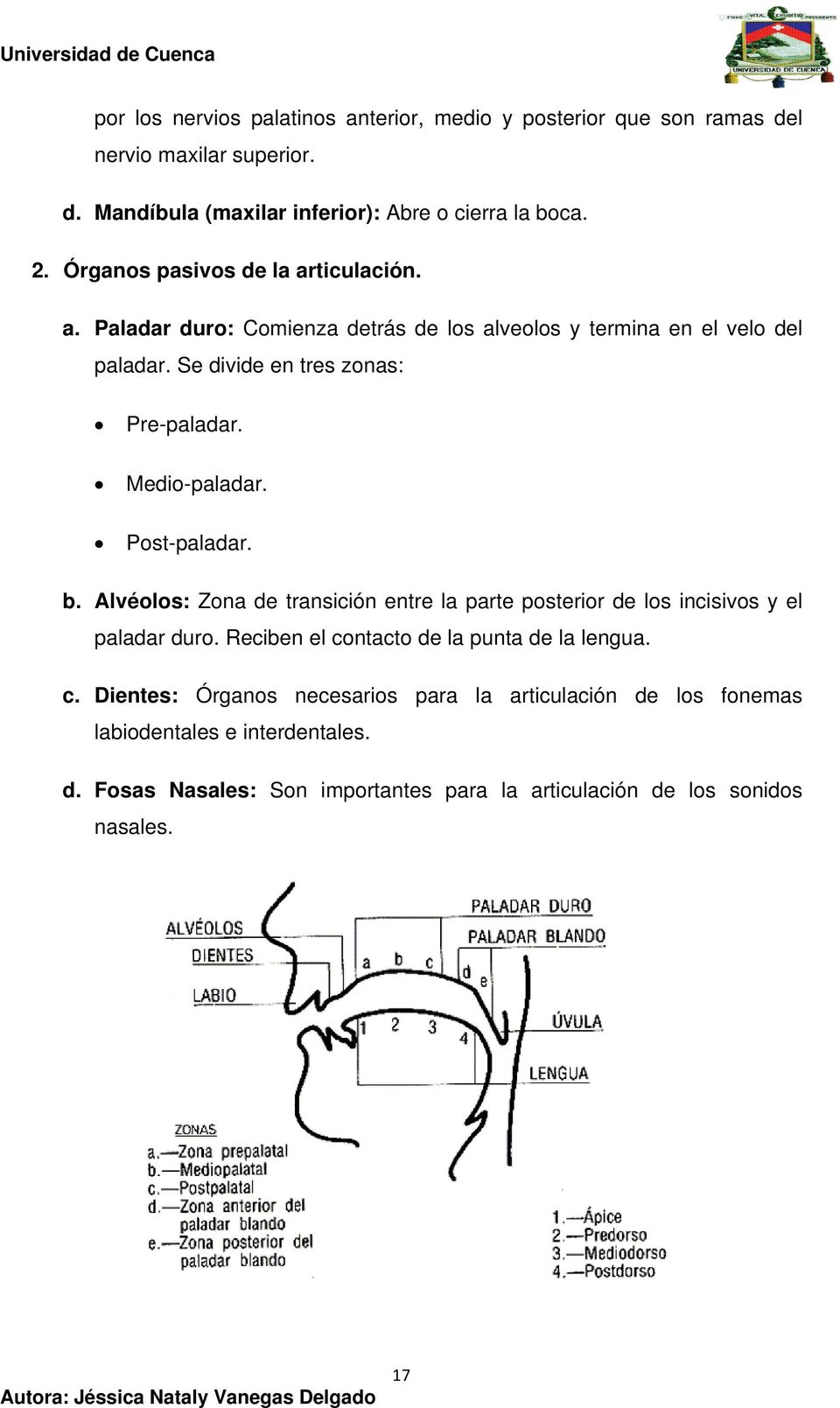 Medio-paladar. Post-paladar. b. Alvéolos: Zona de transición entre la parte posterior de los incisivos y el paladar duro.
