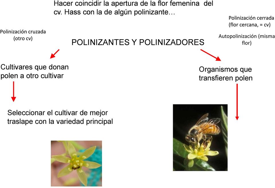 cercana, = cv) Autopolinización (misma flor) Cultivares que donan polen a otro cultivar