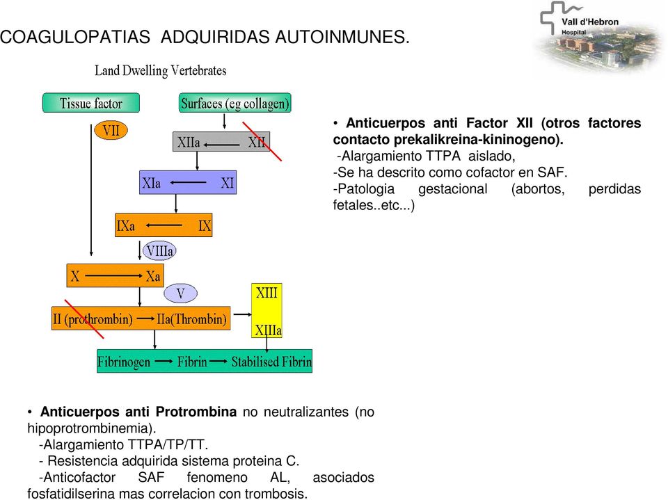 .etc...) Anticuerpos anti Protrombina no neutralizantes (no hipoprotrombinemia). -Alargamiento TTPA/TP/TT.