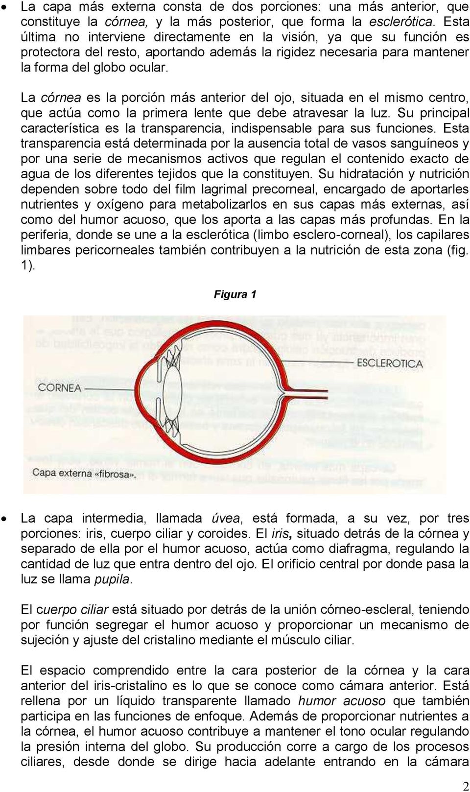 La córnea es la porción más anterior del ojo, situada en el mismo centro, que actúa como la primera lente que debe atravesar la luz.