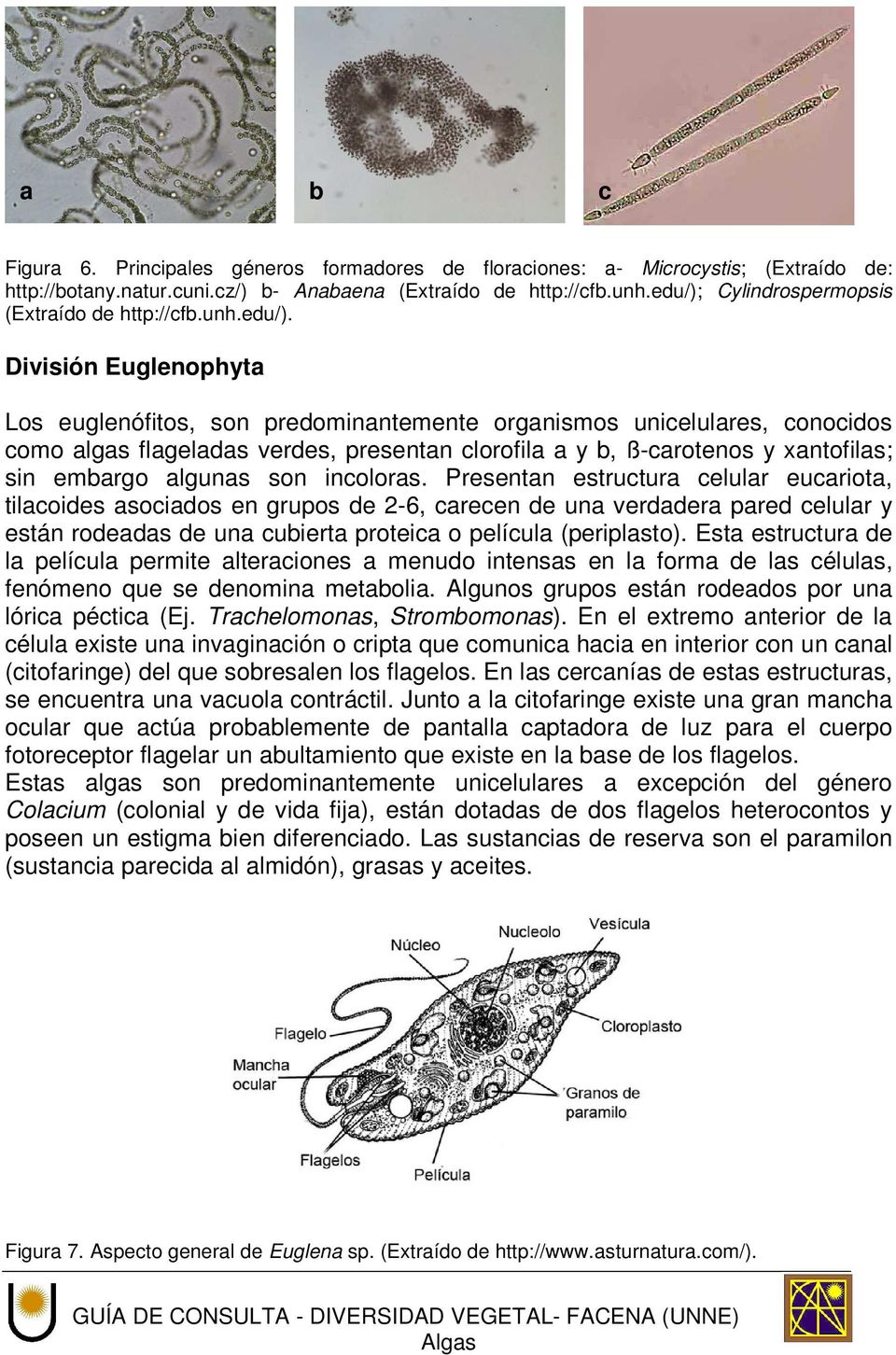 Cylindrospermopsis (Extraído de http://cfb.unh.edu/).