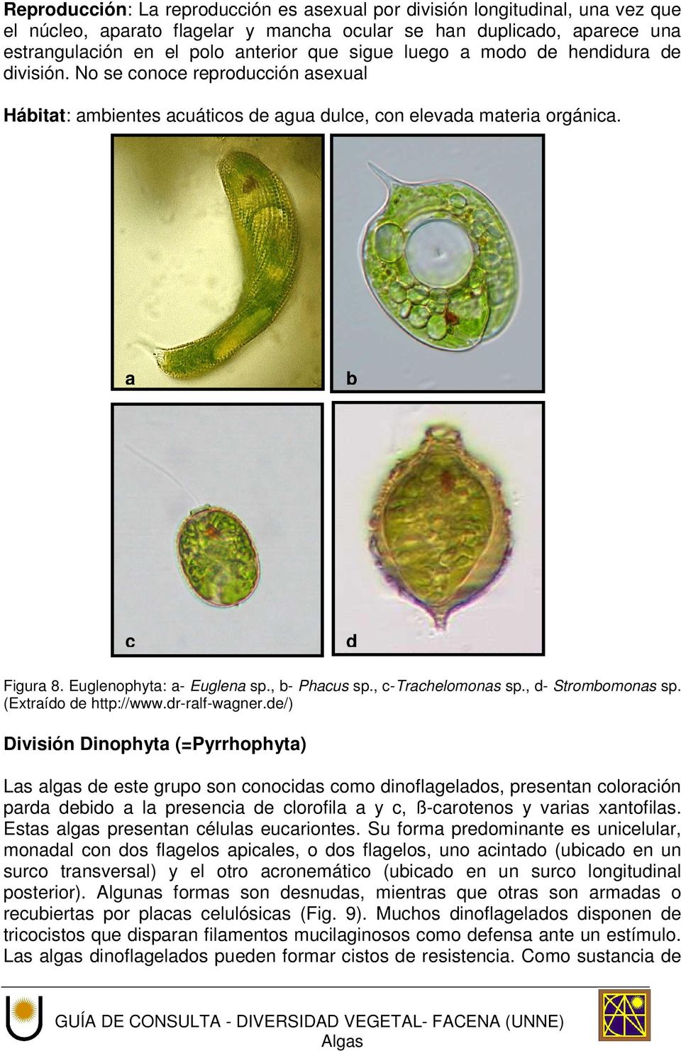 , b- Phacus sp., c-trachelomonas sp., d- Strombomonas sp. (Extraído de http://www.dr-ralf-wagner.