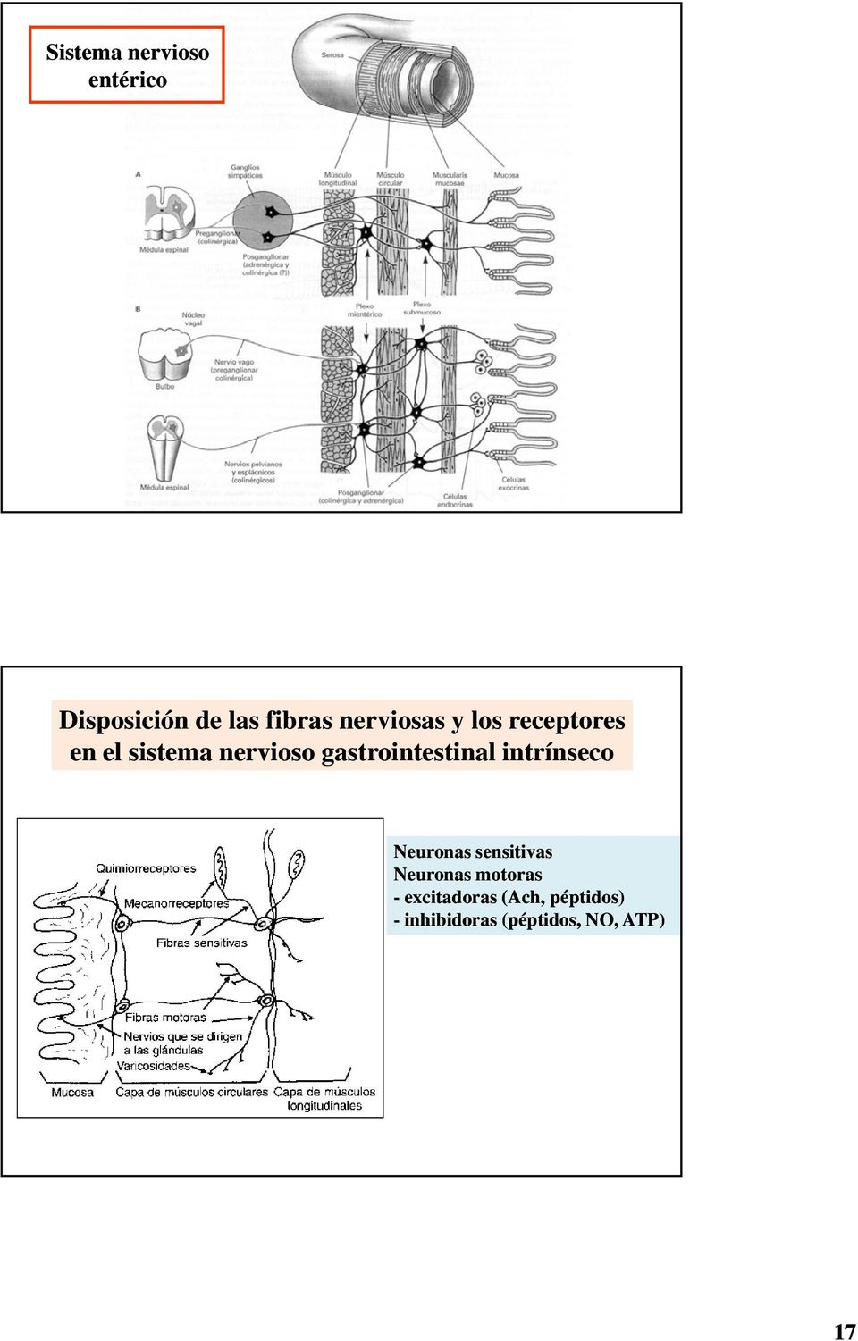 gastrointestinal intrínseco Neuronas sensitivas Neuronas