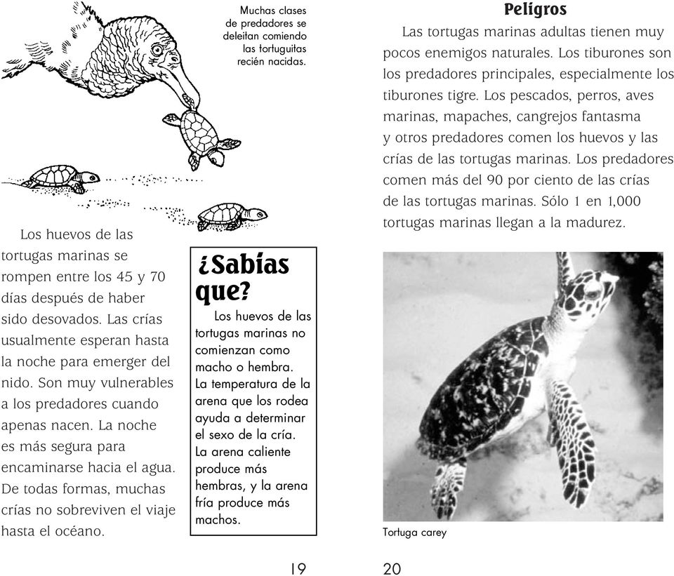 ? Muchas clases de predadores se deleitan comiendo las tortuguitas recién nacidas. Sabias que? Los huevos de las tortugas marinas no comienzan como macho o hembra.