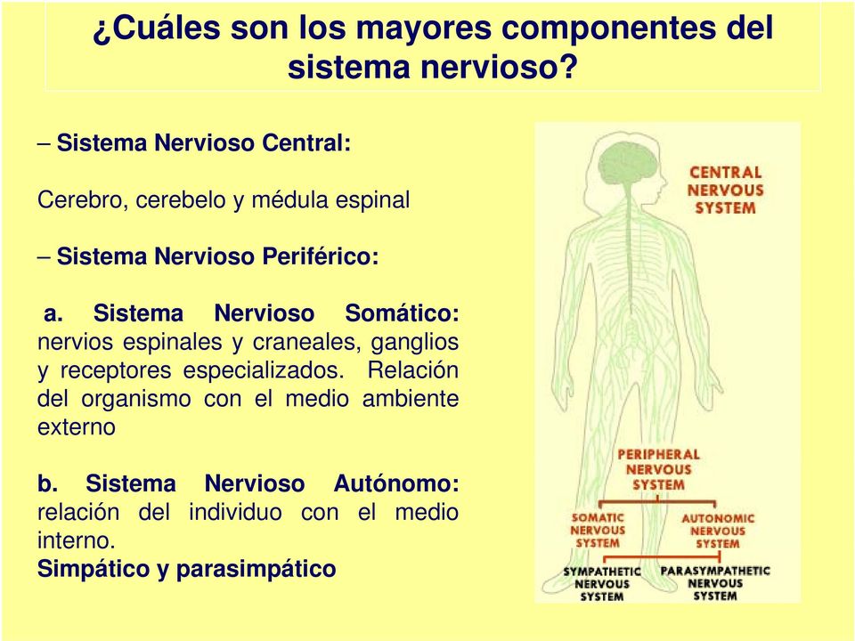 Sistema Nervioso Somático: nervios espinales y craneales, ganglios y receptores especializados.
