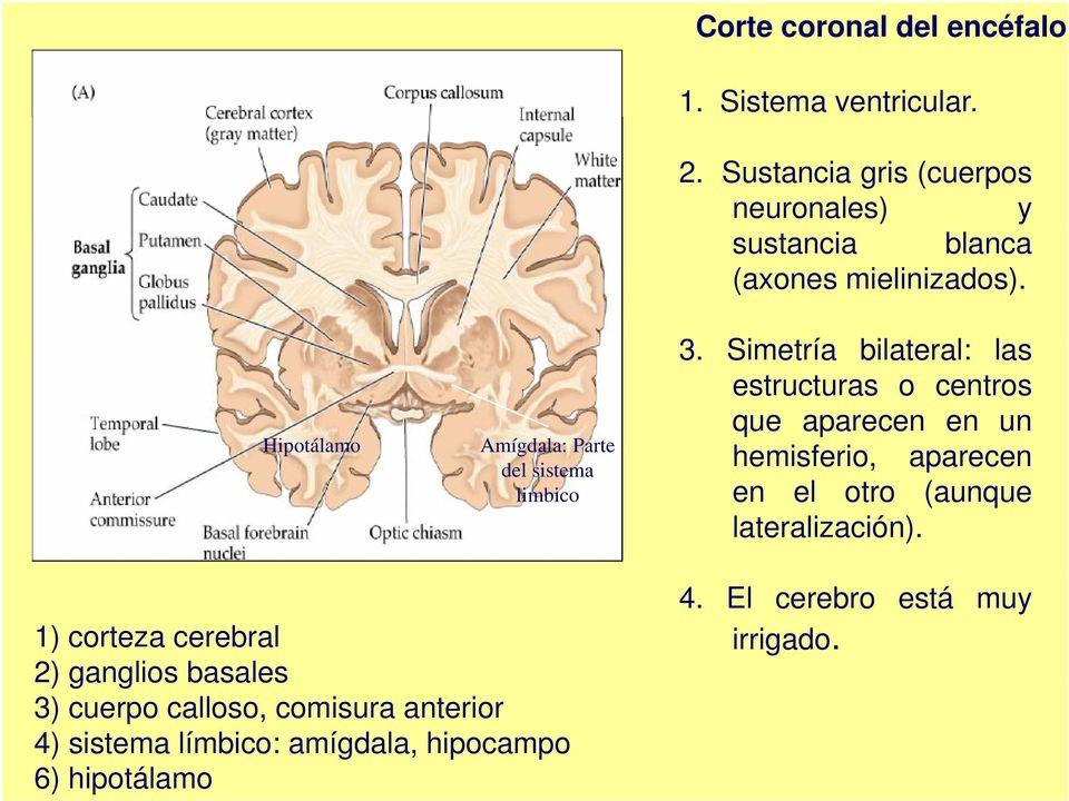 Simetría bilateral: las estructuras o centros que aparecen en un hemisferio, aparecen en el otro (aunque