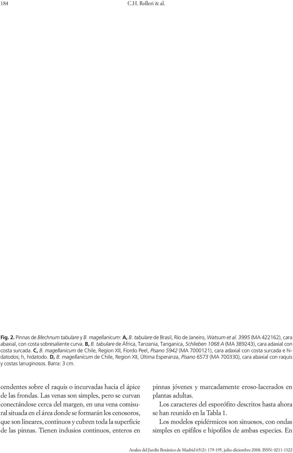 magellanicum de Chile, Region XII, Fiordo Peel, Pisano 5942 (MA 7000121), cara adaxial con costa surcada e hidatodos; h, hidatodo. D, B.
