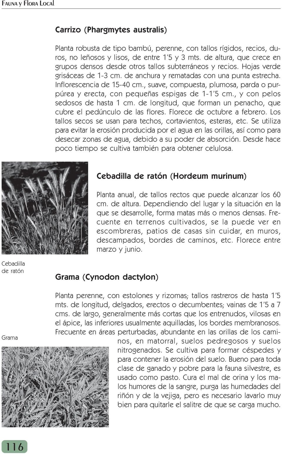 Vegetales Herbaceas Tientayermos Verbascum Sinuatum Ortiga