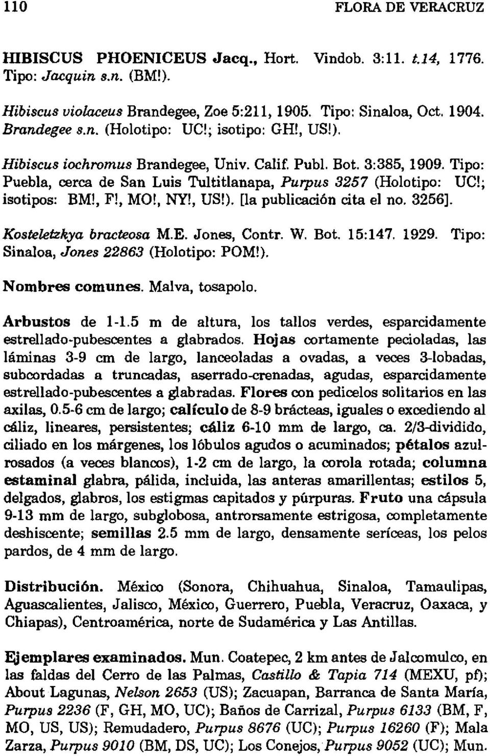 3256]. Kosteletzkya bracteosa M.E. J ones, Contr. W. Bot. 15: 147. 1929. Tipo: Sinaloa, Jones 22863 (Holotipo: POM!). Nombres comunes. Malva, tosapolo. Arbustos de 1-1.