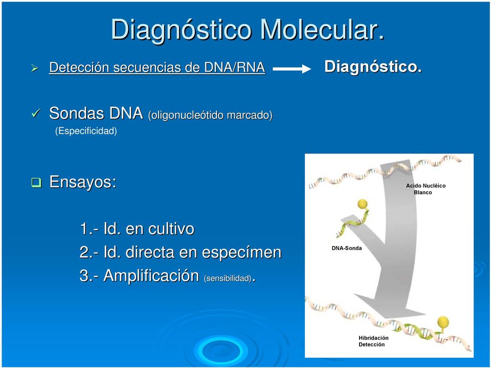 Sondas DNA (Especificidad) DNA (oligonucleótido marcado) Ensayos: