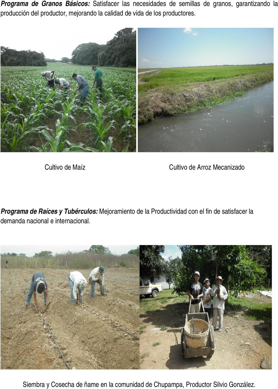 Cultivo de Maíz Cultivo de Arroz Mecanizado Programa de Raíces y Tubérculos: Mejoramiento de la