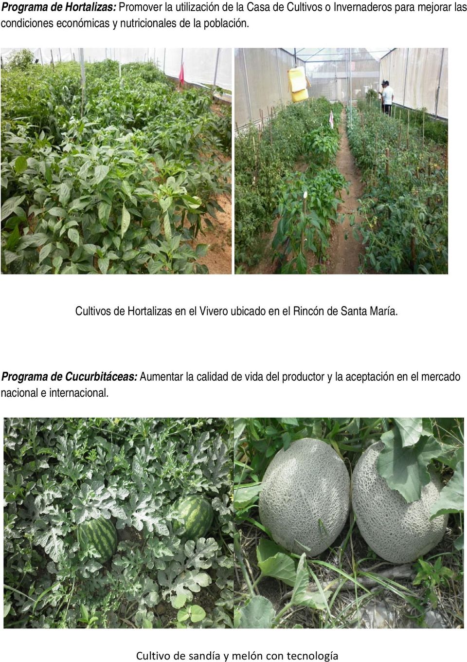 Cultivos de Hortalizas en el Vivero ubicado en el Rincón de Santa María.
