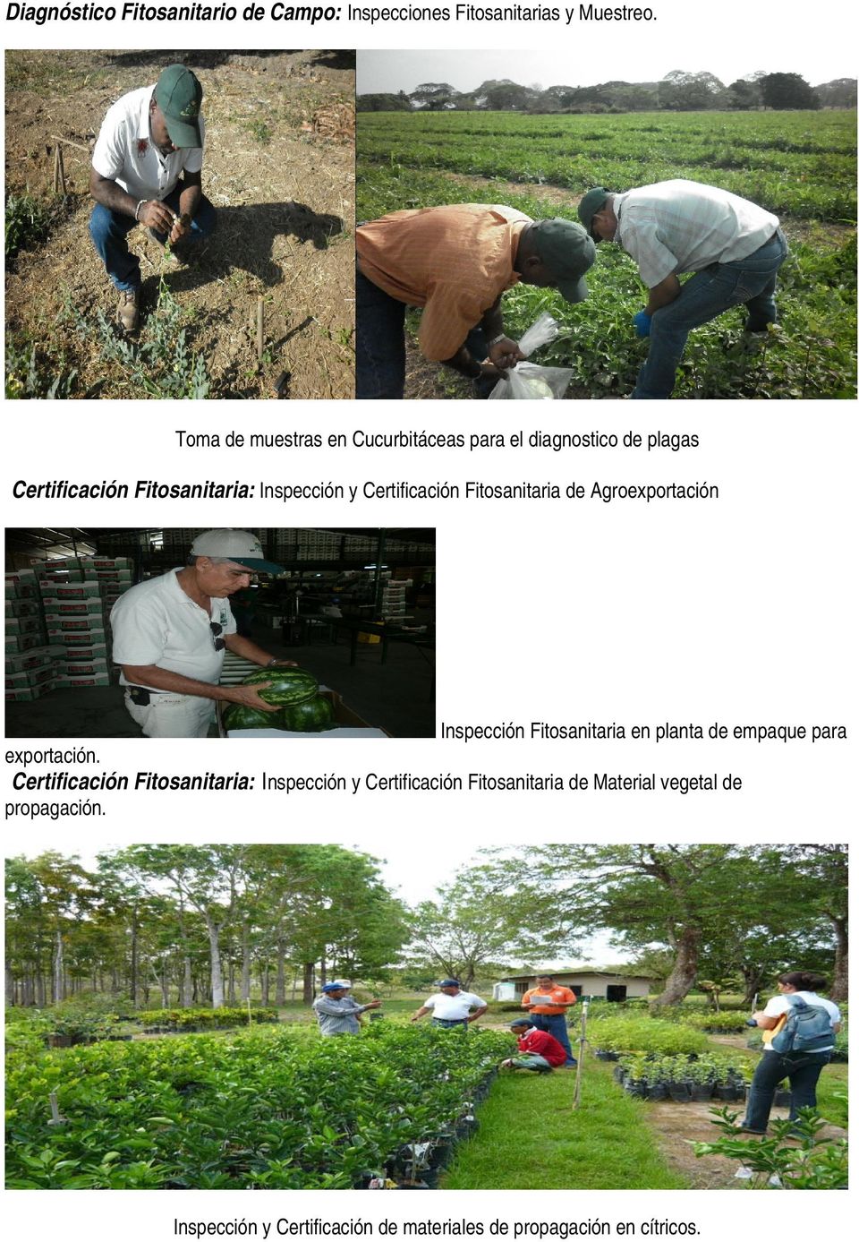 Certificación Fitosanitaria de Agroexportación Inspección Fitosanitaria en planta de empaque para exportación.