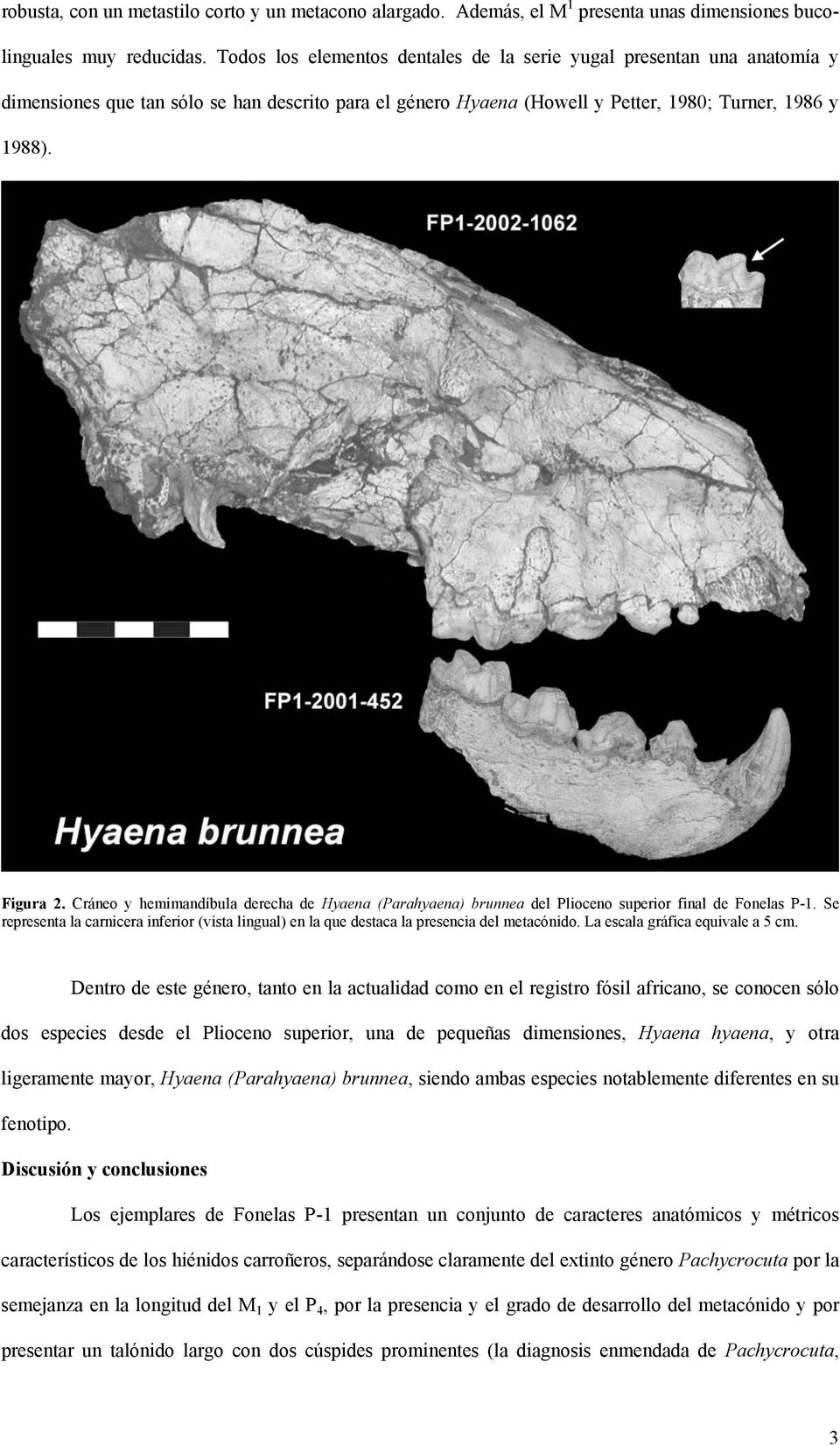 Cráneo y hemimandíbula derecha de Hyaena (Parahyaena) brunnea del Plioceno superior final de Fonelas P-1.
