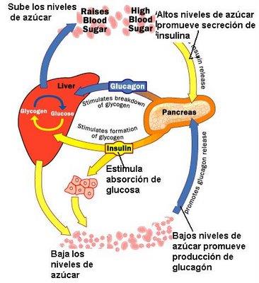 Metabolismo de los hidratos de carbono El hígado es importante en especial para el mantenimiento de una glucemia normal.