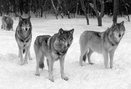 Población de lobos omunidad de organismos 5 Una de las cosas más importantes que un organismo necesita es el agua.