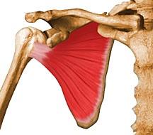 Supraespinoso Redondo menor Rotación externa del hombro. Infraespinoso Subescapular Rotación interna y aducción del hombro.