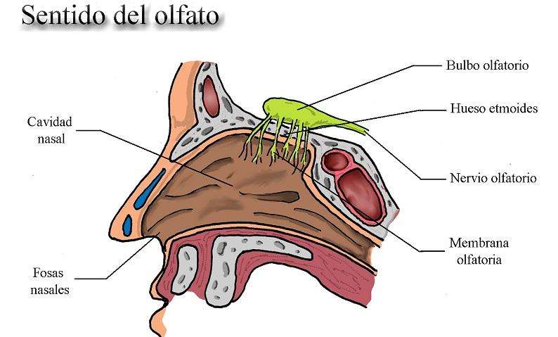 Cavidad nasal Mucosa olfatoria Fosas Nasales
