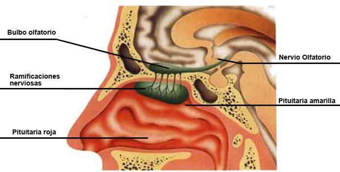 Glándulas mucosas de Bowman En la pituitaria amarilla se encuentran las glándulas mucosas de Bowman, que liberan un liquido que mantiene húmedo y limpio el epitelio olfatorio.