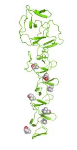 AMINOÁCIDOS QUE CONSTITUYEN LA ESTRUCTURA DE UNA ENZIMA Aminoácidos estructurales Son responsables de la conformación espacial de la enzima.
