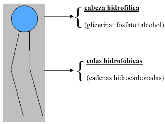 Extremo hidrofóbico (cola) hacia el interior de la membrana Extremo hidrofílico